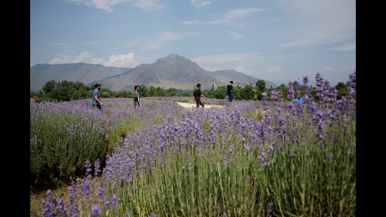 Local residents visit a lavender farm during harvesting season in south Kashmir's Anantnag district on June 27, 2024. REUTERS/Sharafat Ali (Reuters)